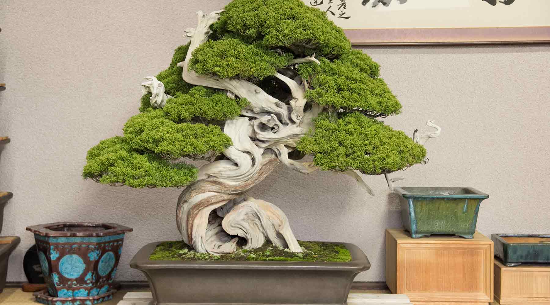 Dremel bonsai collection