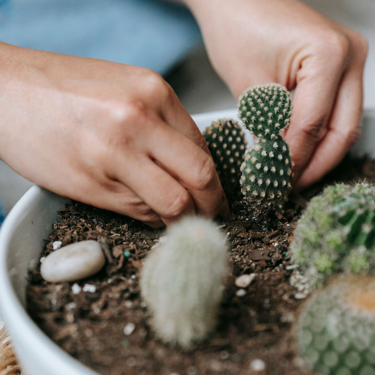 Daily Care for Succulents