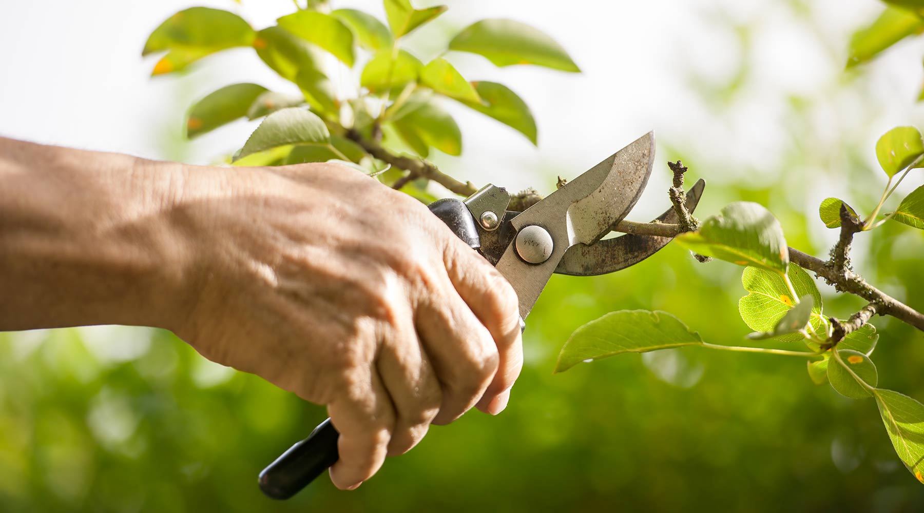 gardening and agricultural shears and scissors