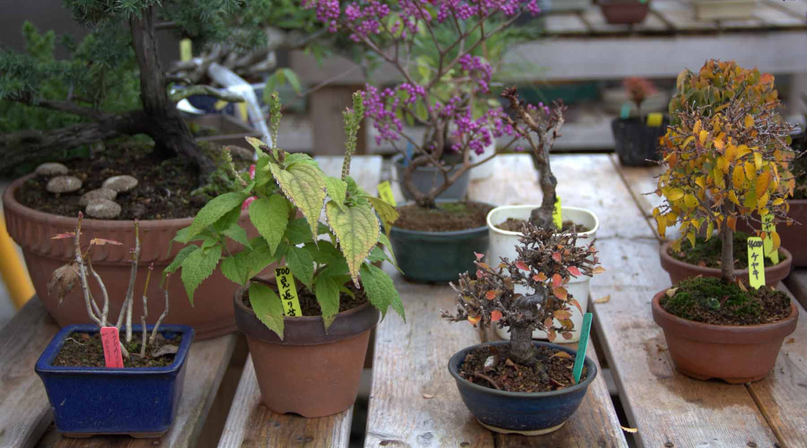 getting started bonsai basics