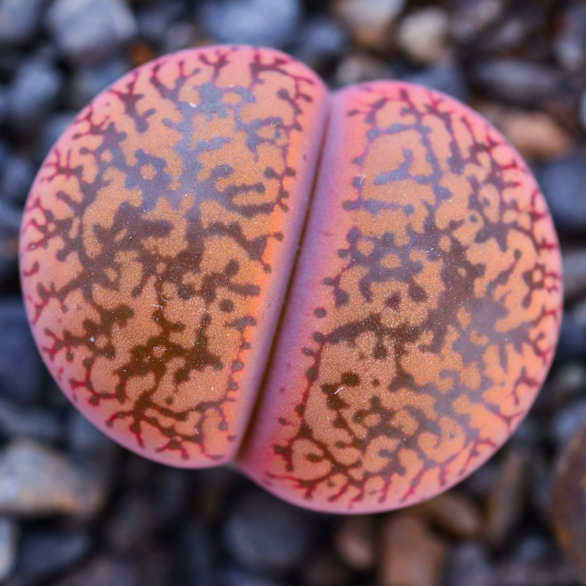 Glazed ceramics for succulent growers