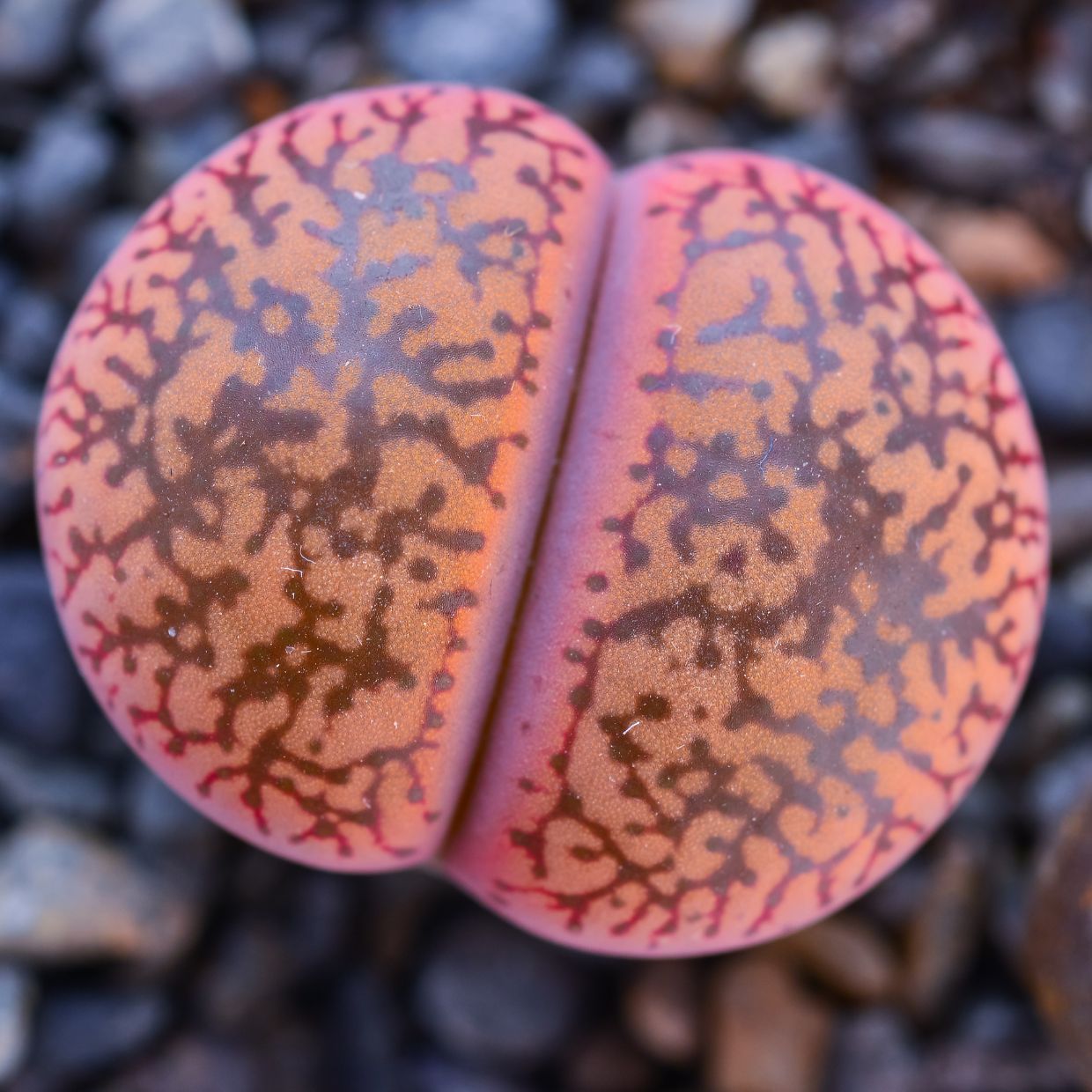 Glazed ceramics for succulent growers