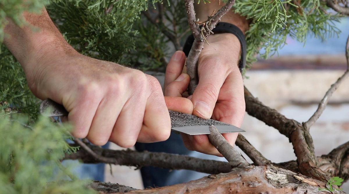 Grafting Tools and Tapes