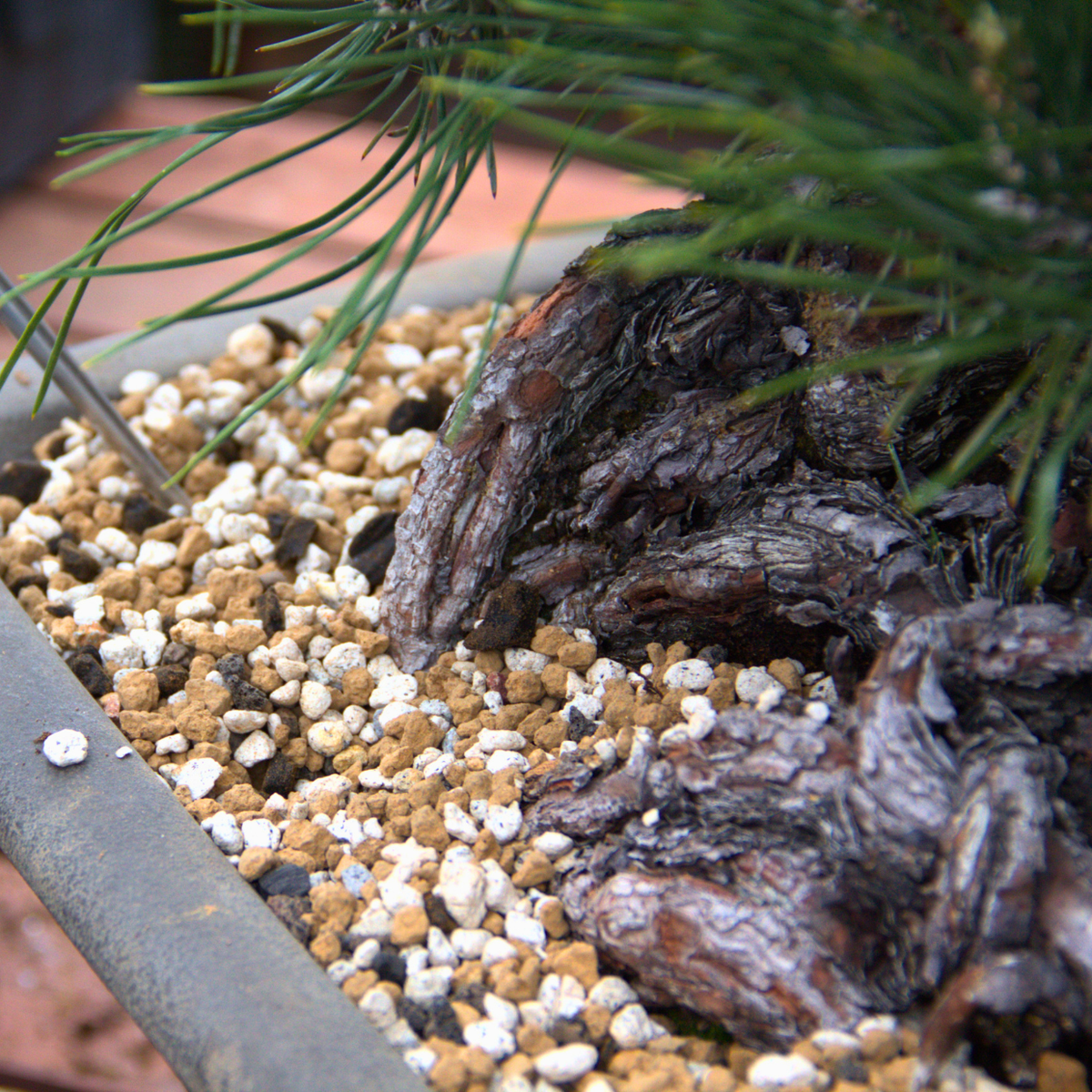 bonsai tree growing mediums