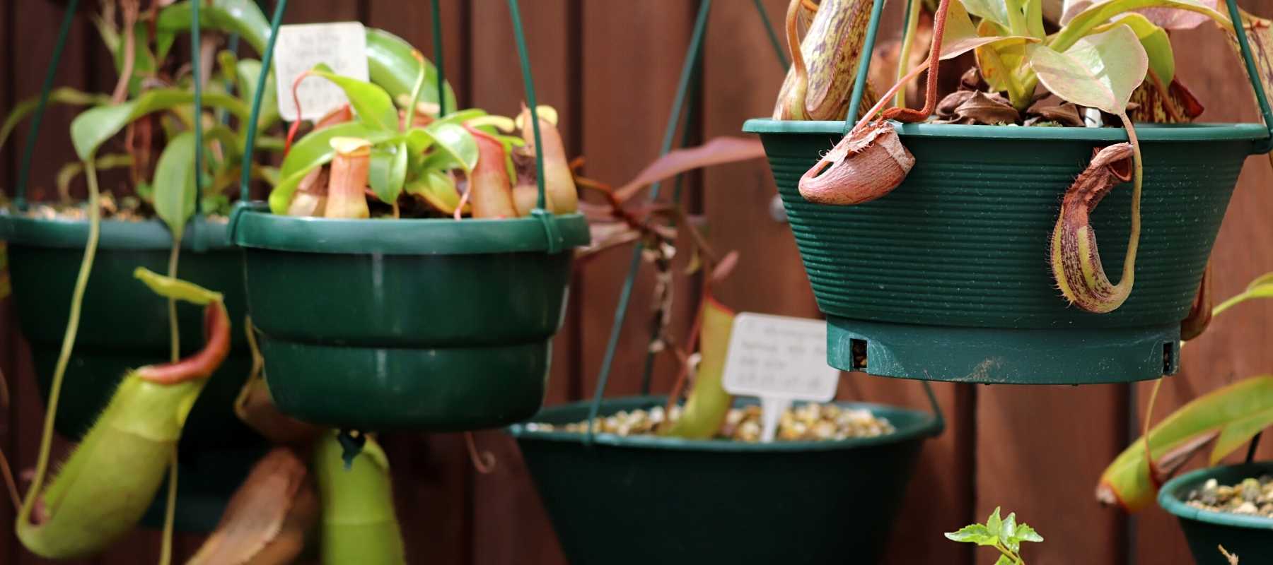 hanging baskets for carnivorous plants