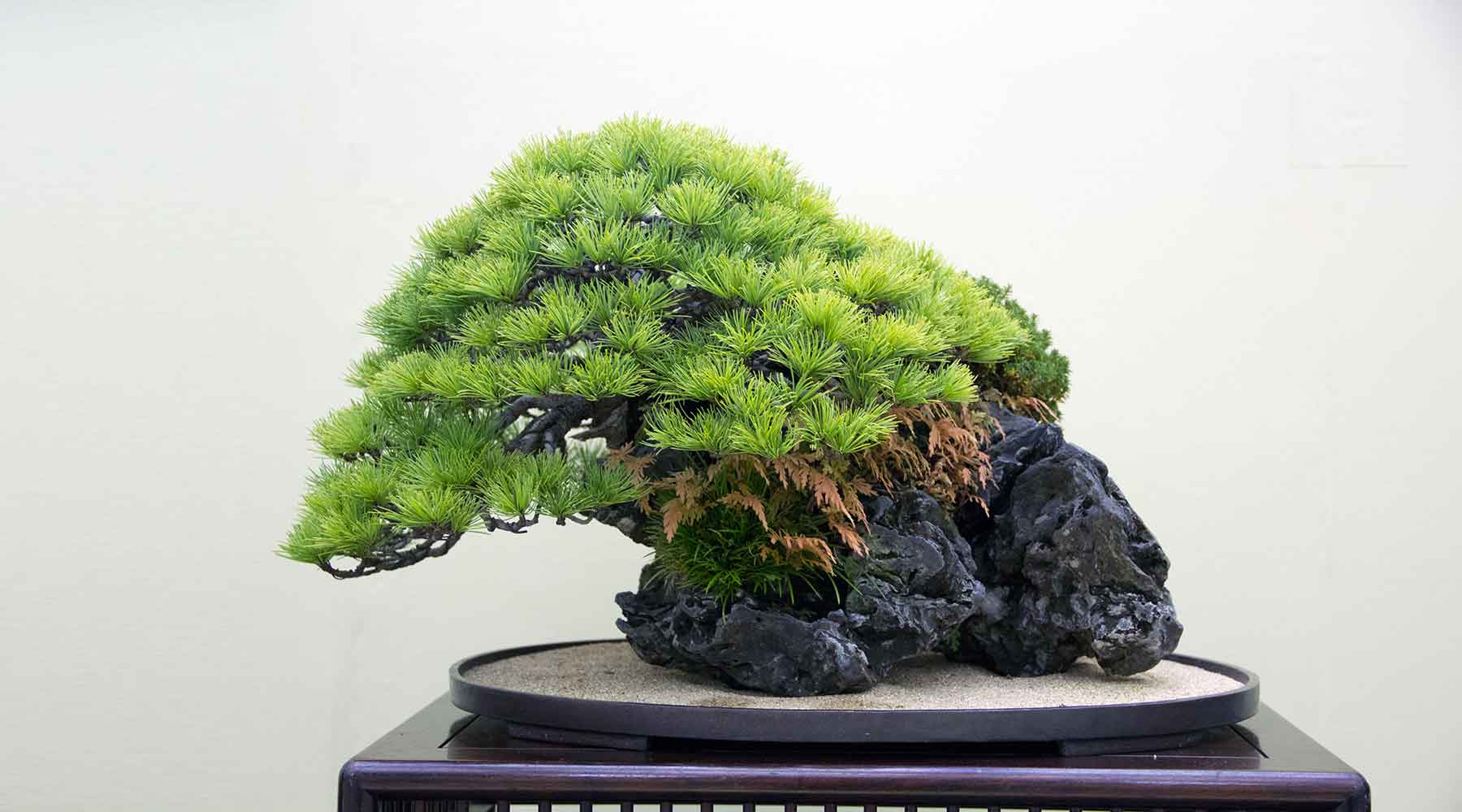 Japanese white pine bonsai on rock