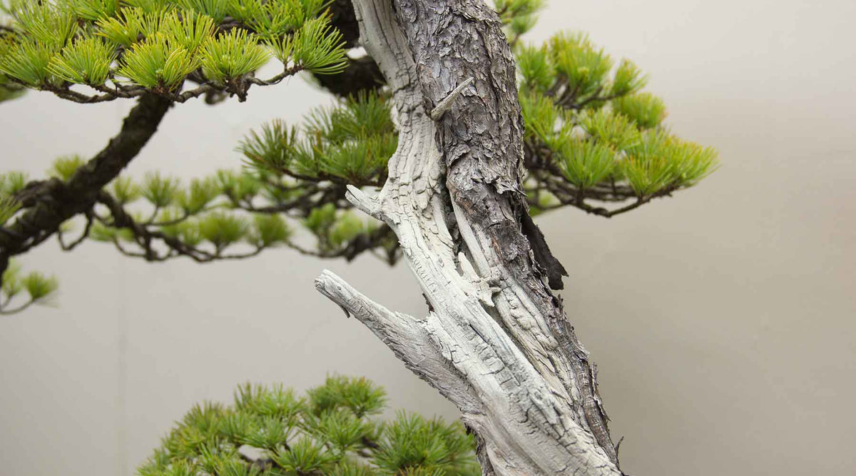 bonsai jin tools and brushes collection