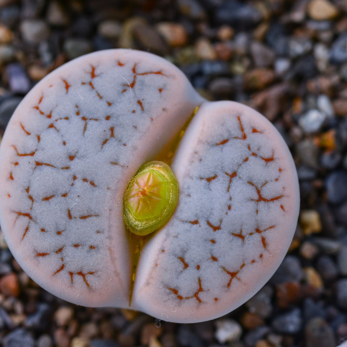 Lava stone for succulent growers