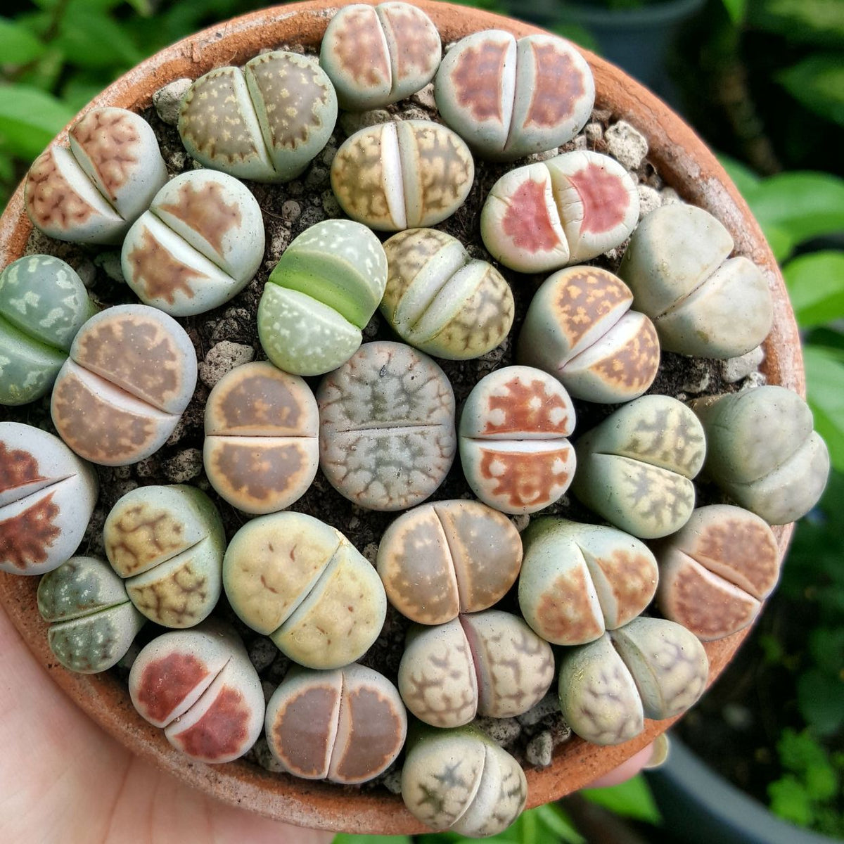 Media for Succulents