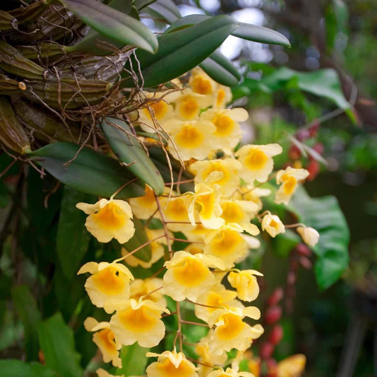 Mopane Roots – Natural Mounts for Epiphytic Orchids