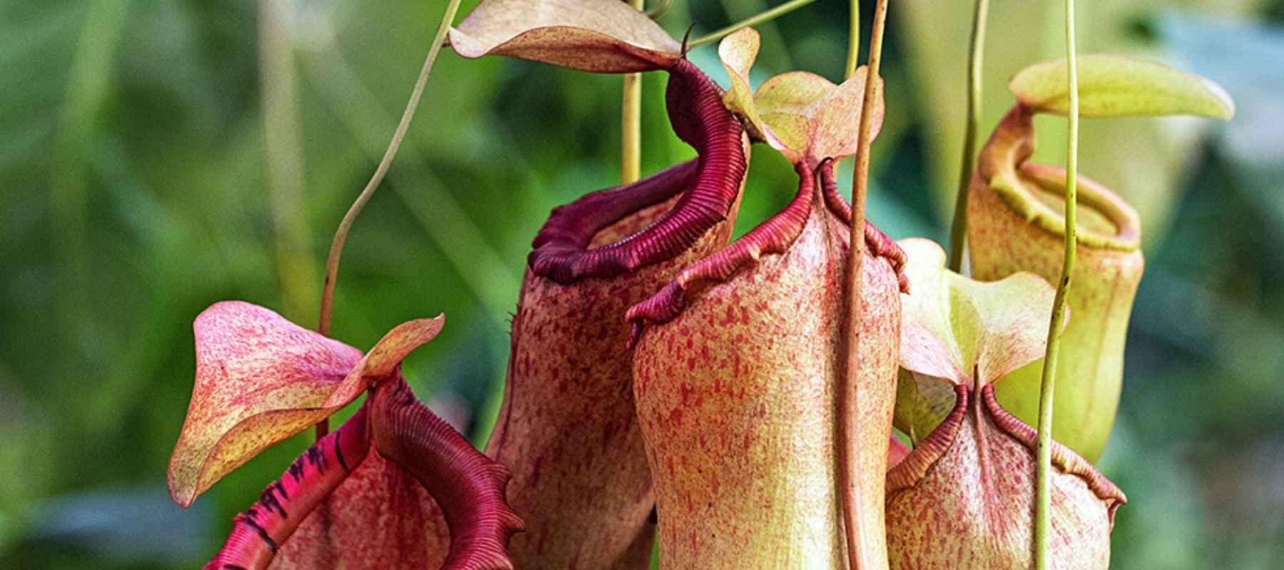 nepenthes tropical pitcher plant