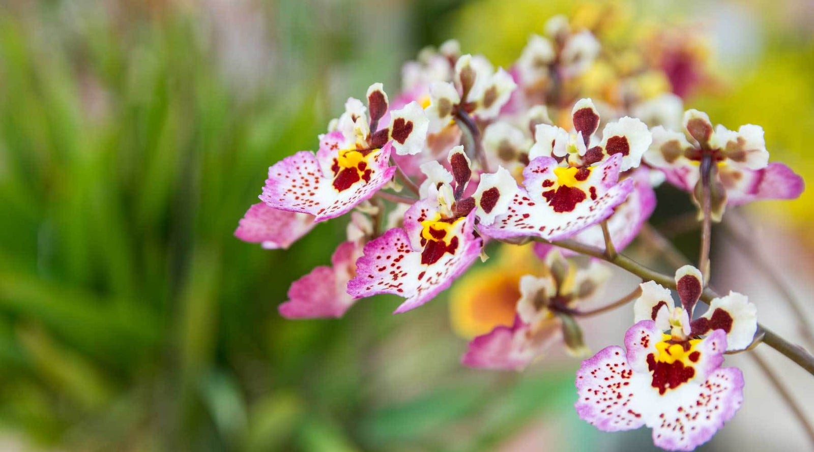 tolumnia orchid growing supplies