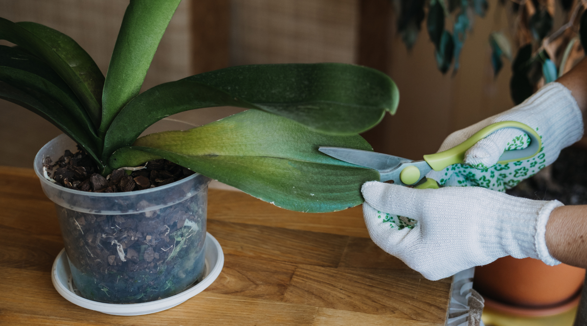 orchid clear pots
