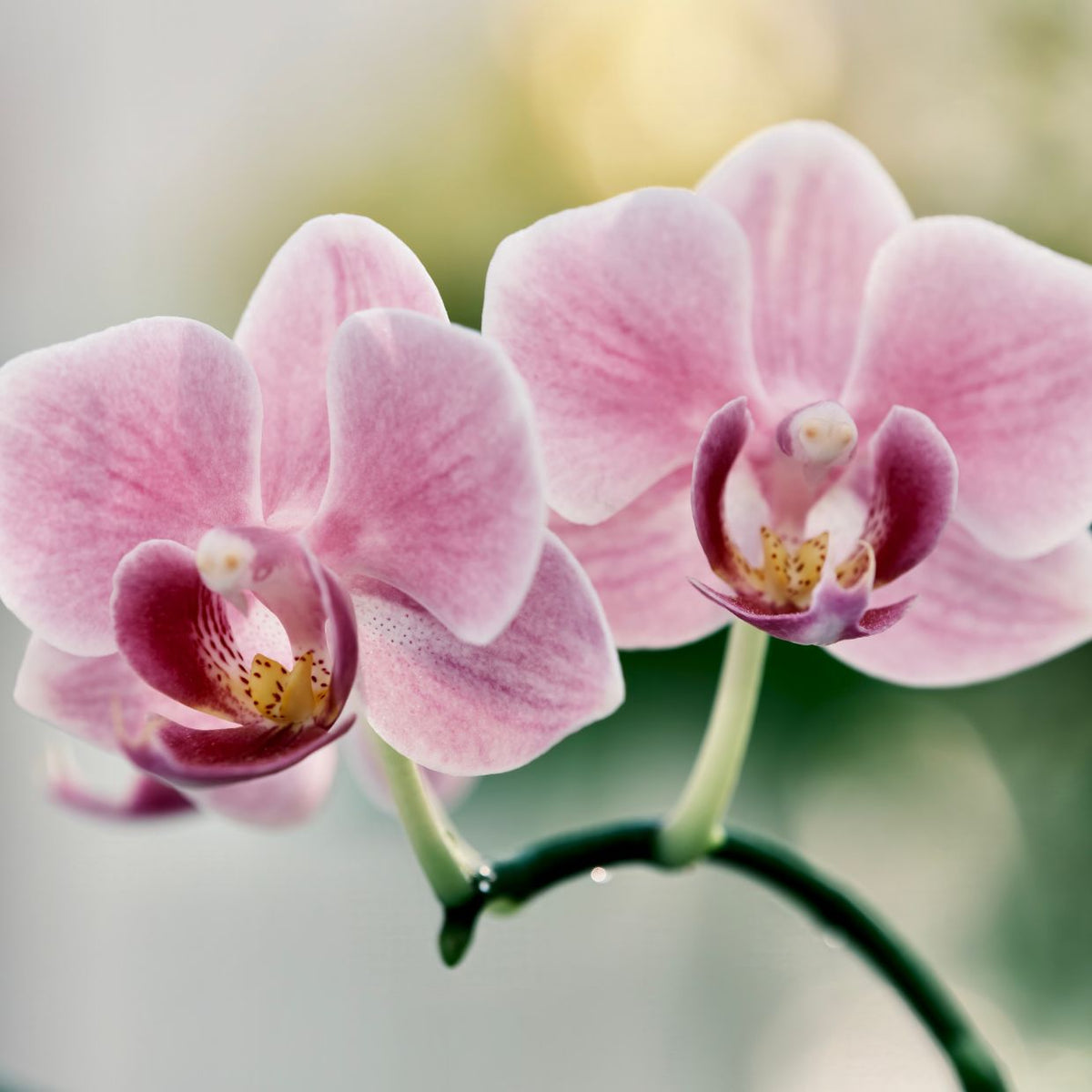 Orchid Containers & Mounts