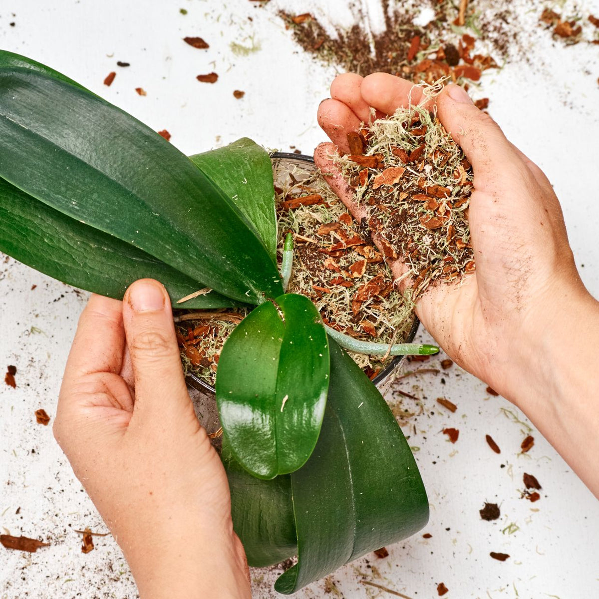 Essential orchid supplies