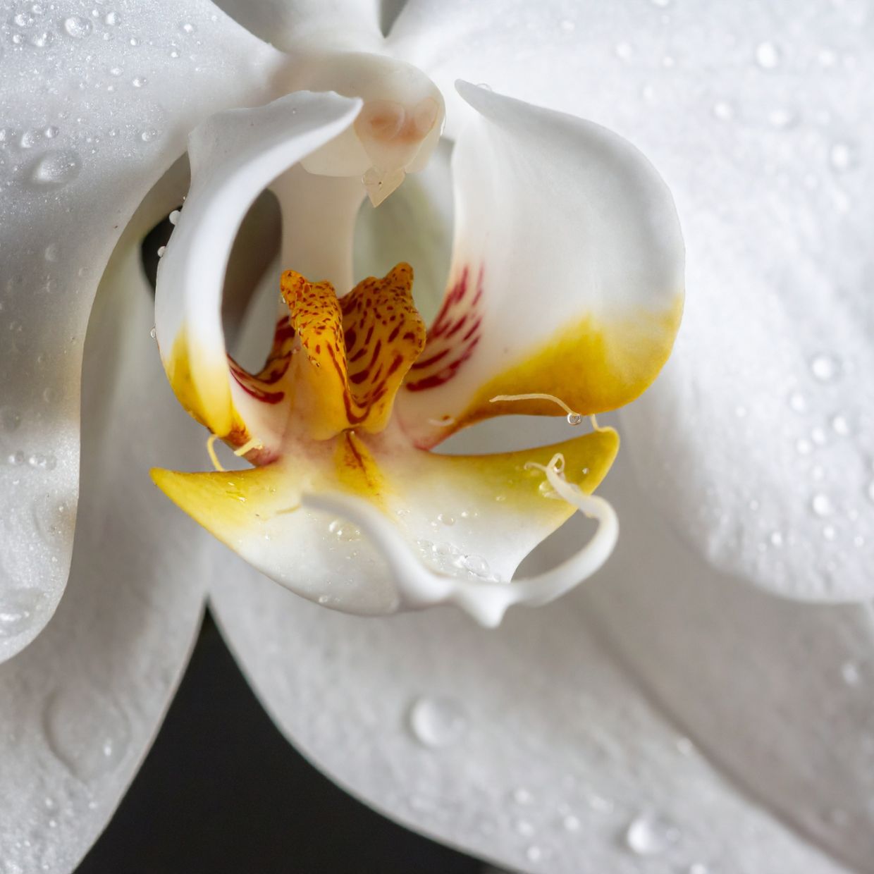 Watering Solutions for Orchids