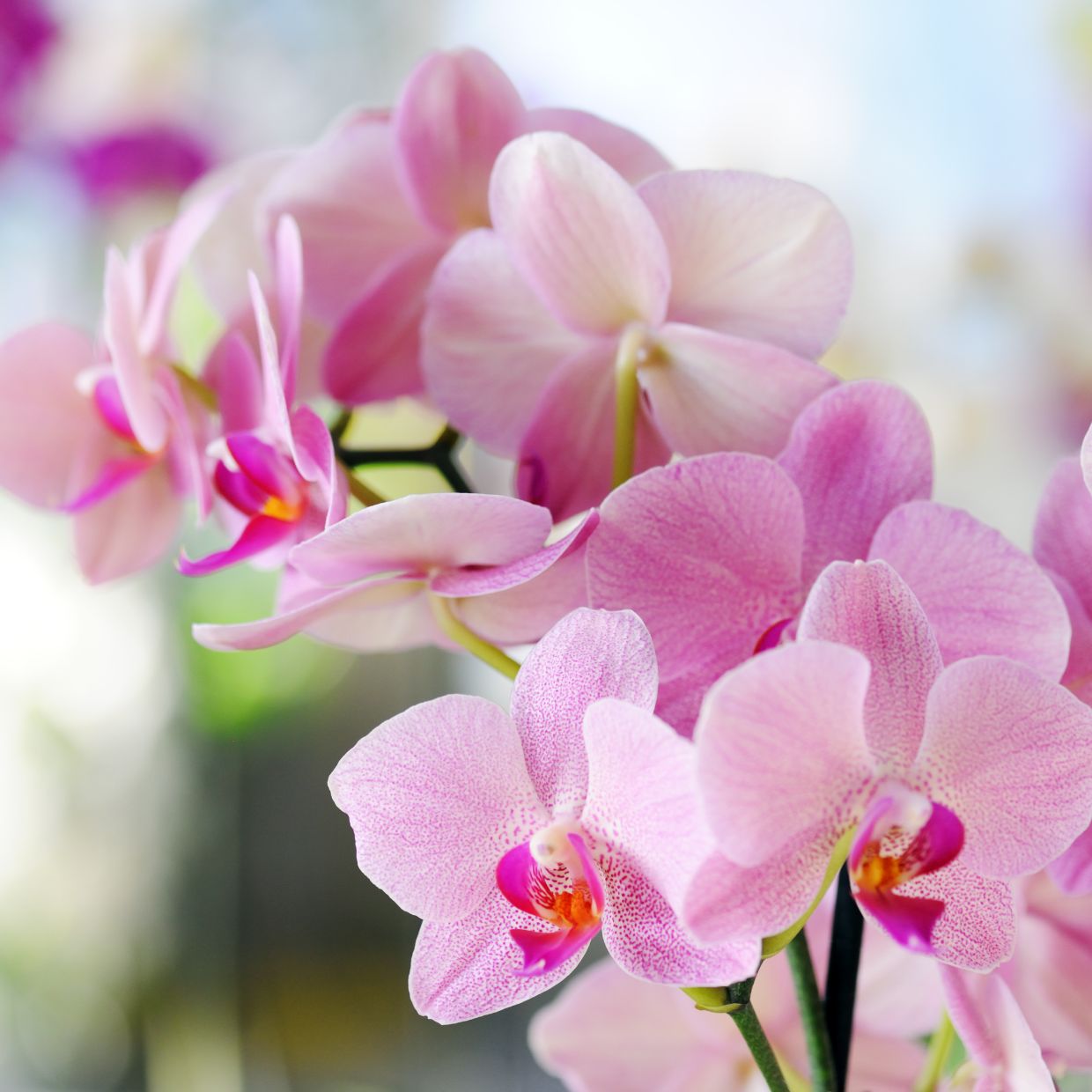 Orchid Watering and Fertilizing