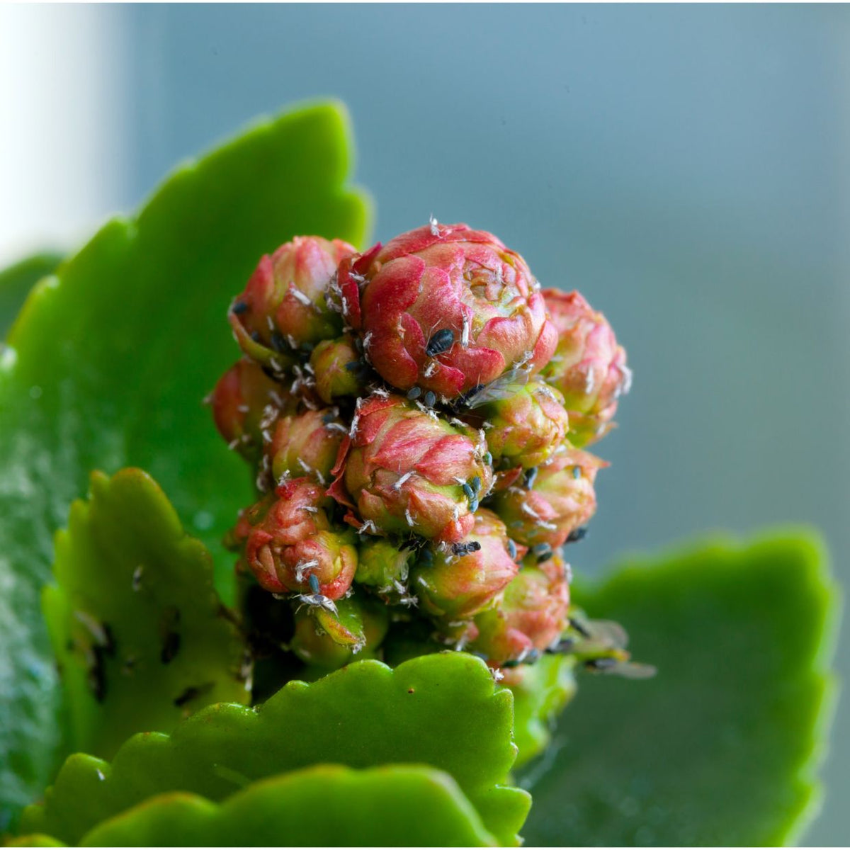 Pest and Disease Control for Succulents