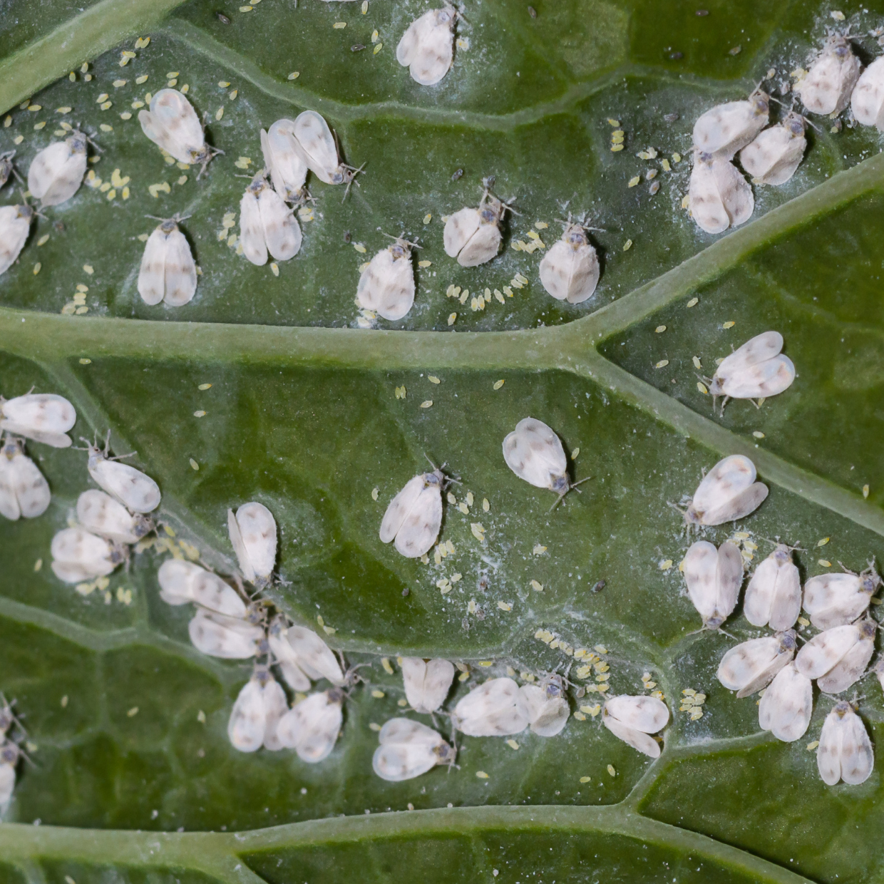 Pests and Diseases