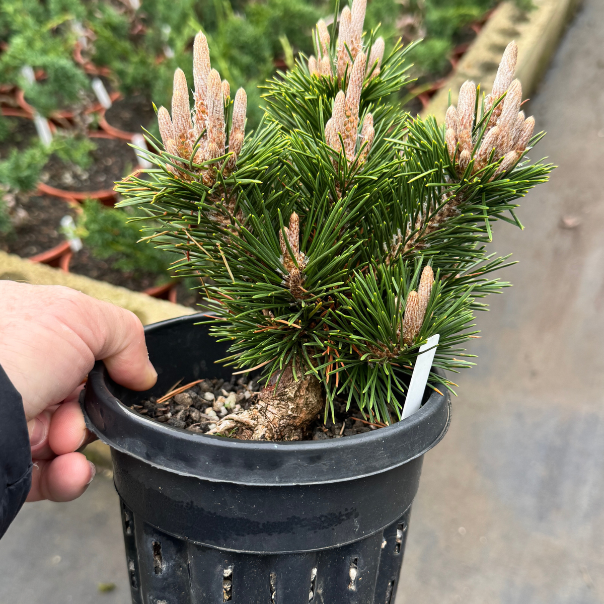 Plastic Seedling & Growing Containers