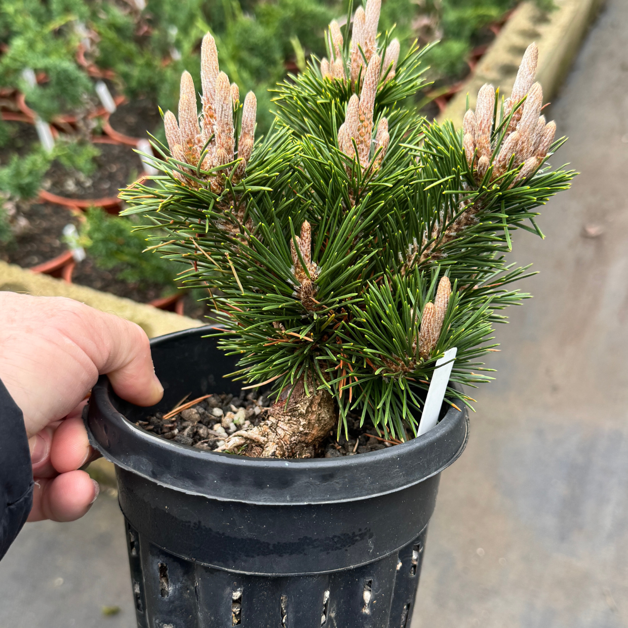 Plastic Seedling & Growing Containers