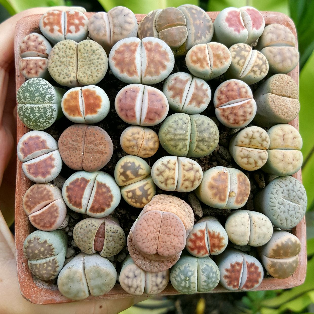 Plastic containers for succulents