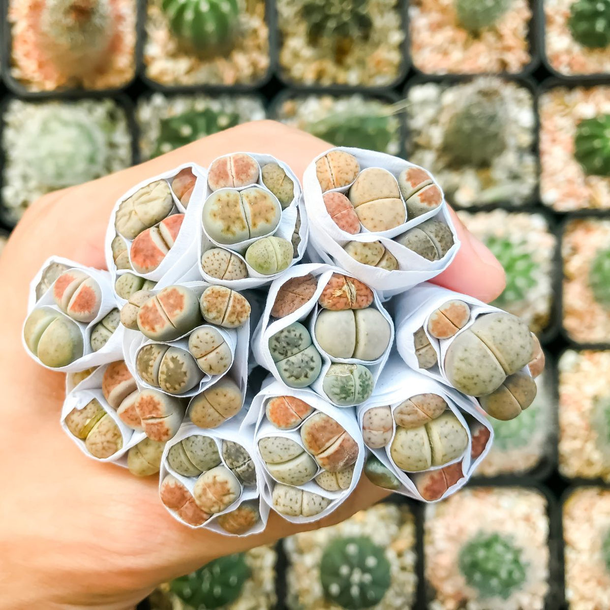 Pumice for succulent growers