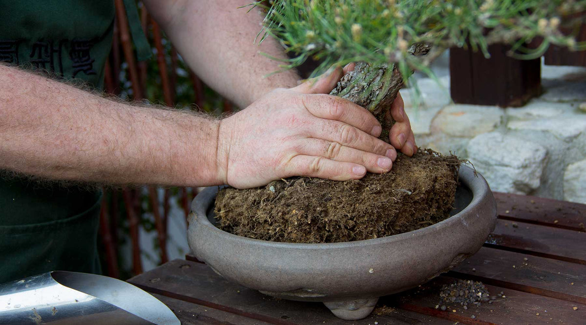 repotting bonsai collection