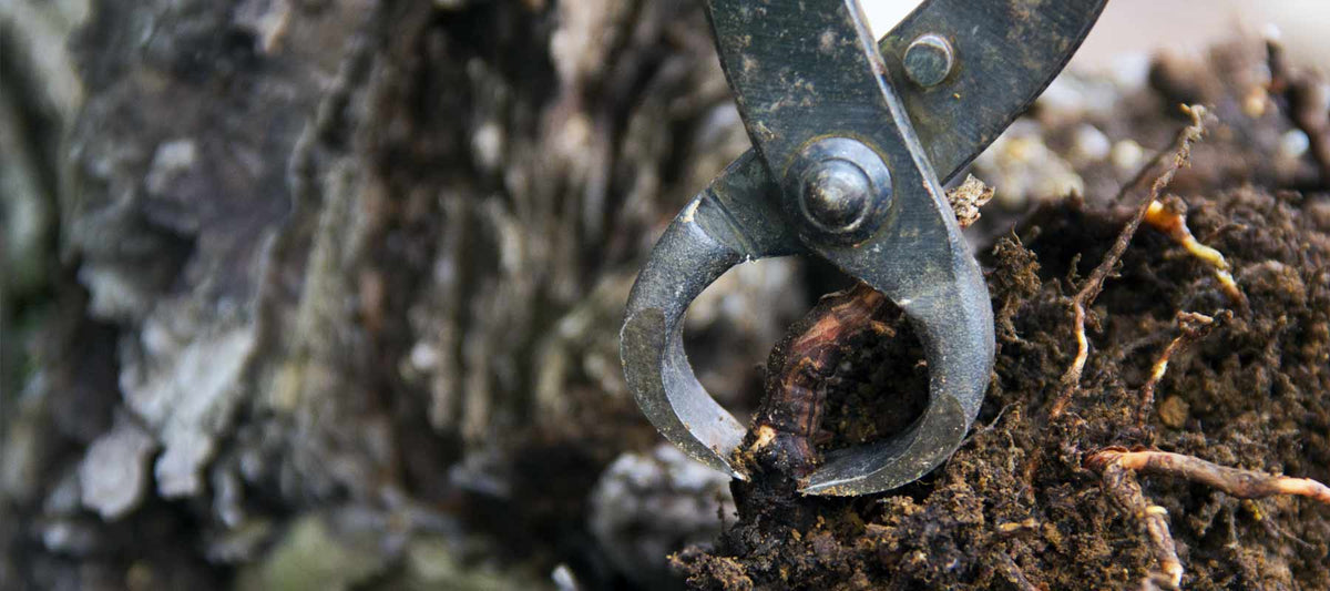 Root Cutters