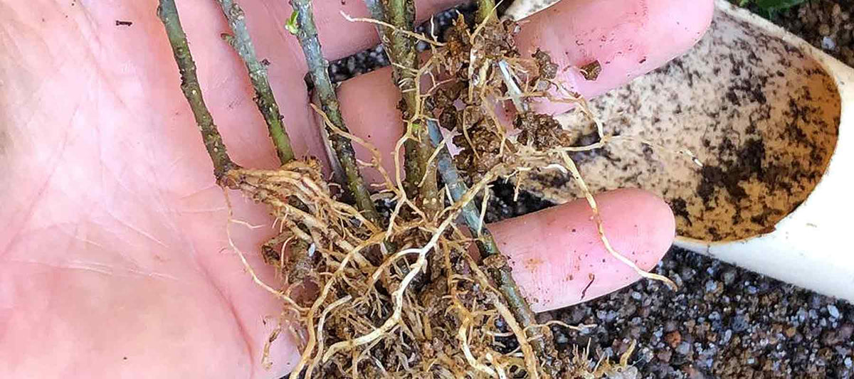 Rooting Hormones