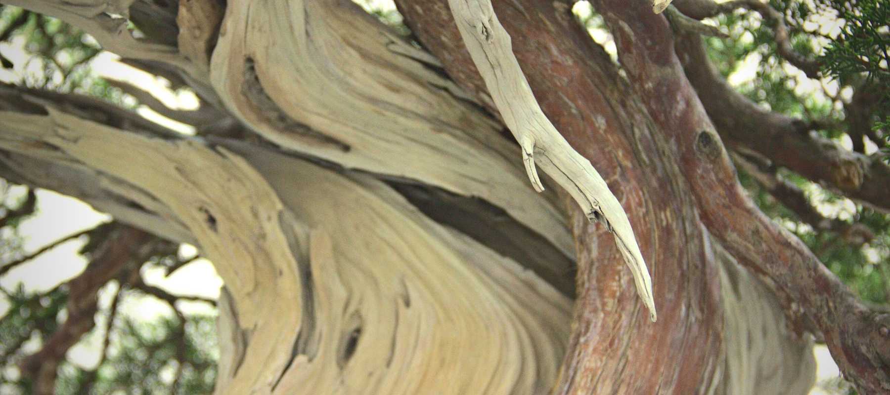 samurai deadwood carving bits for bonsai