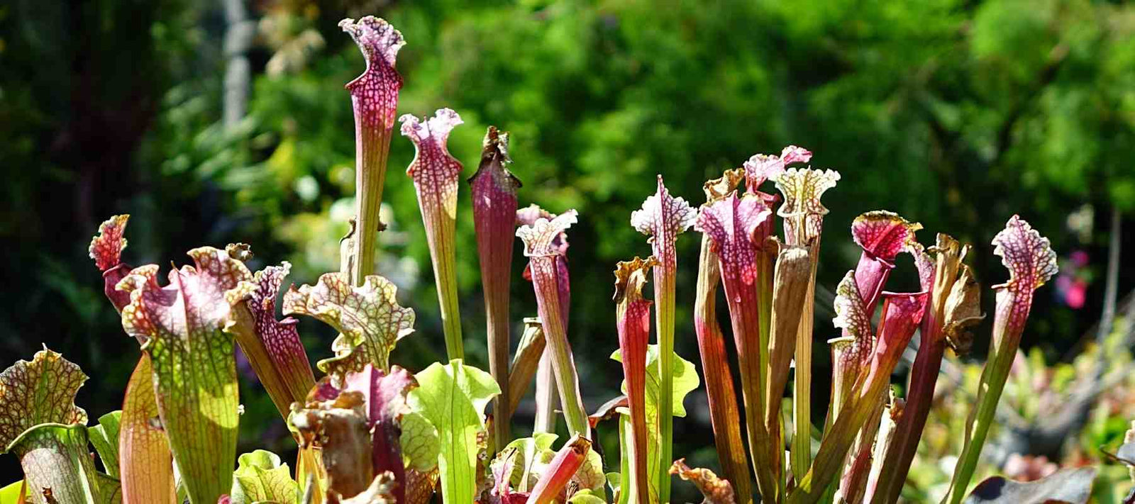 sarracenia trumpet pitcher plant