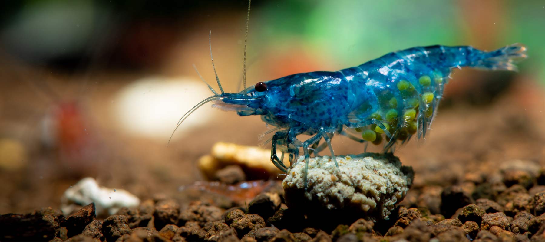 akadama shrimp breeding aquascaping