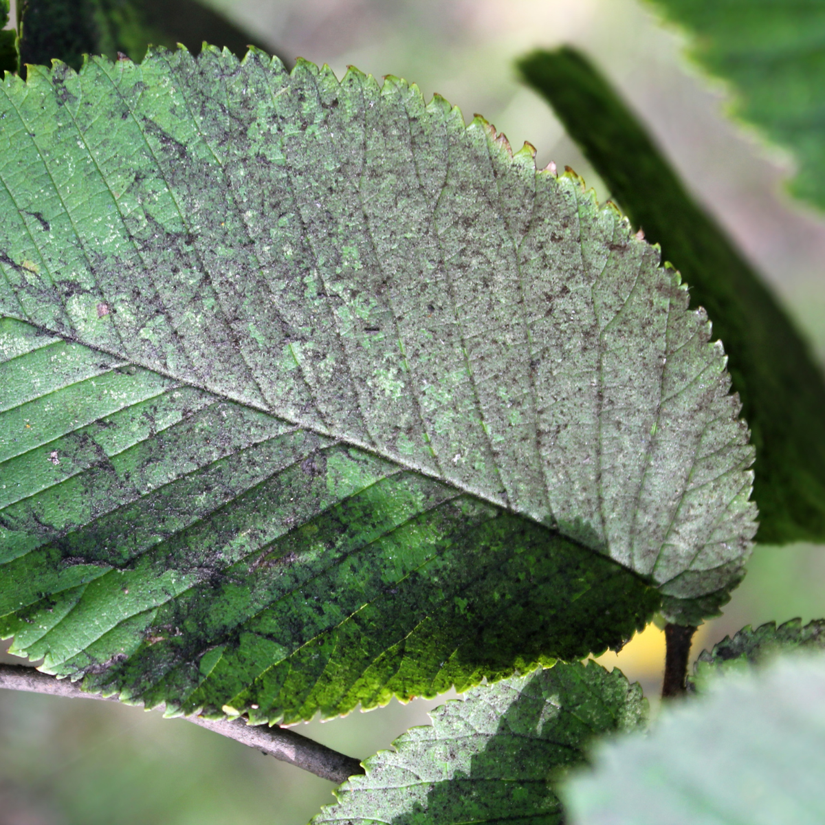 Fungicides