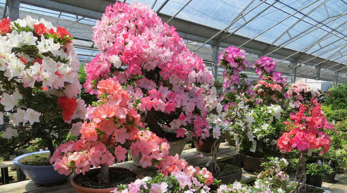 Spring bonsai collection