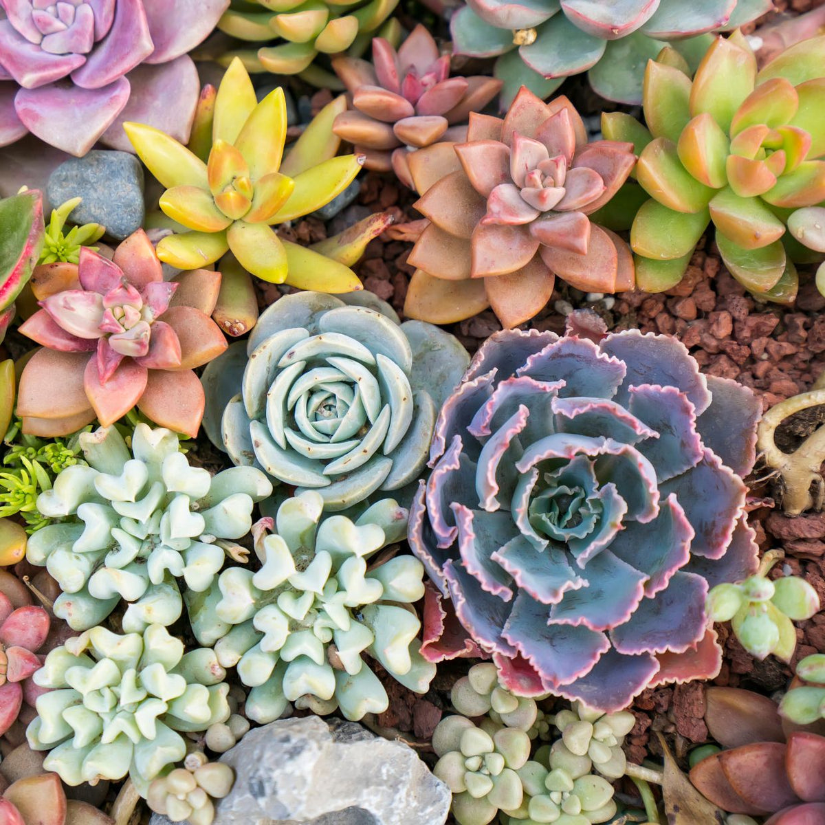 Tools for Succulents