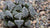succulents haworthia cacti