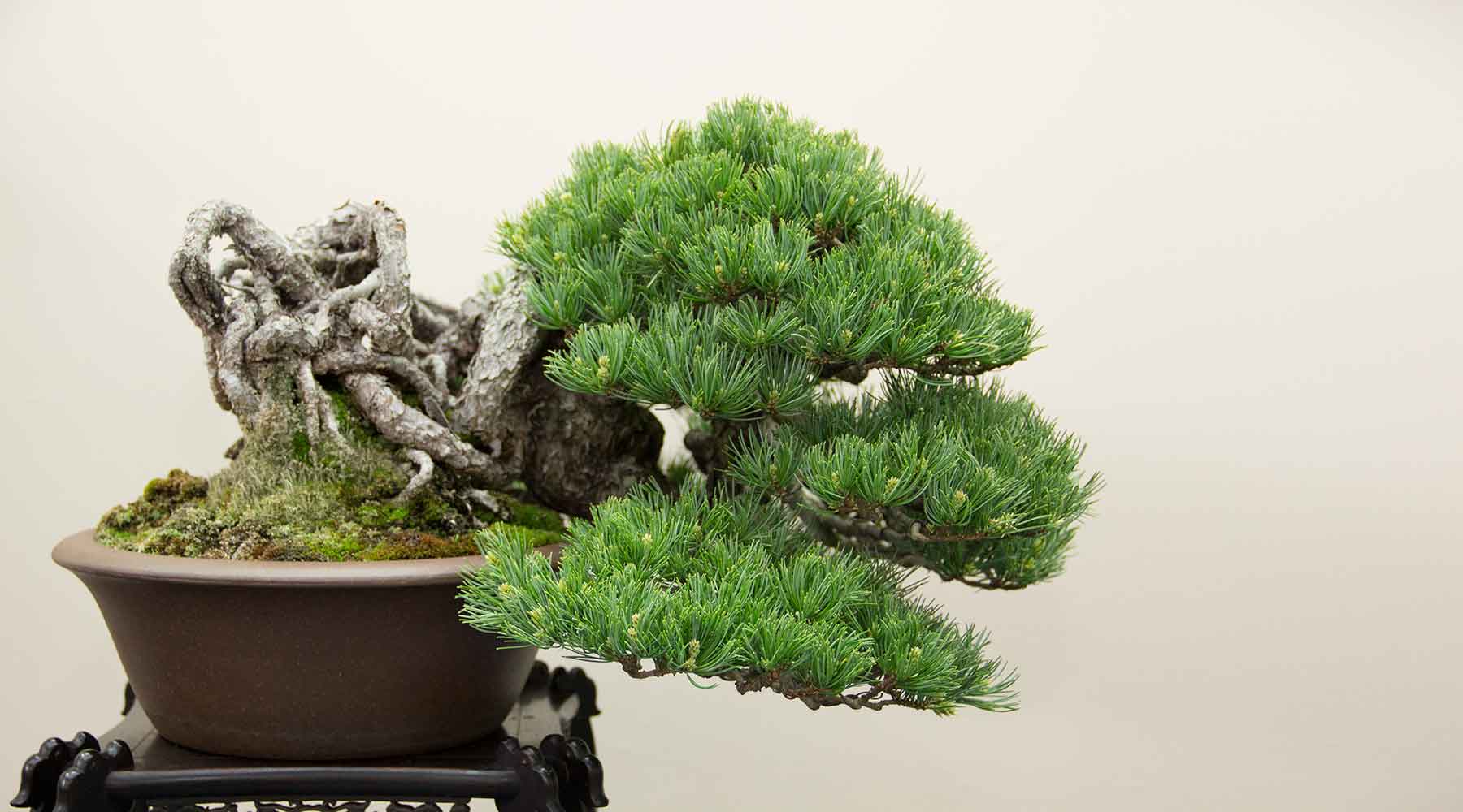 Summer bonsai collection
