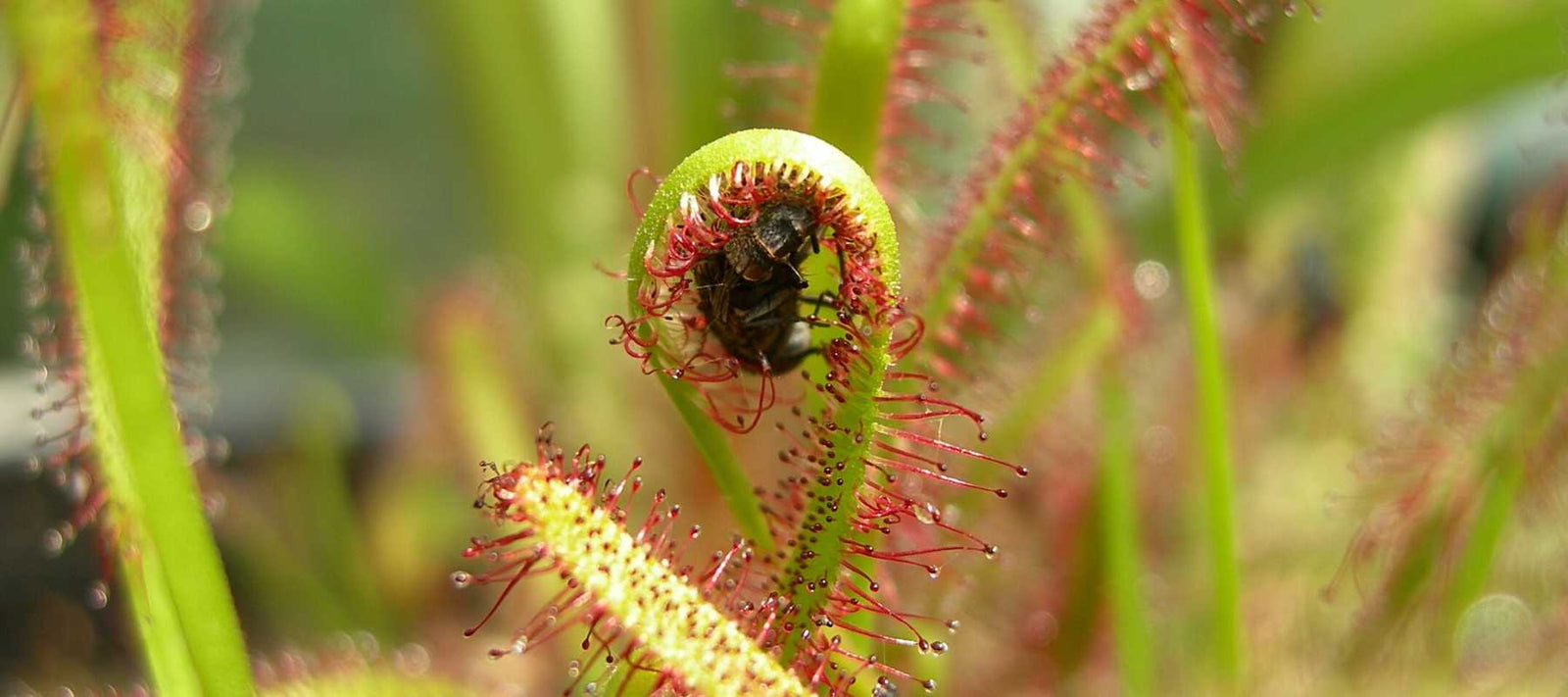 Sundew carnivorous plants