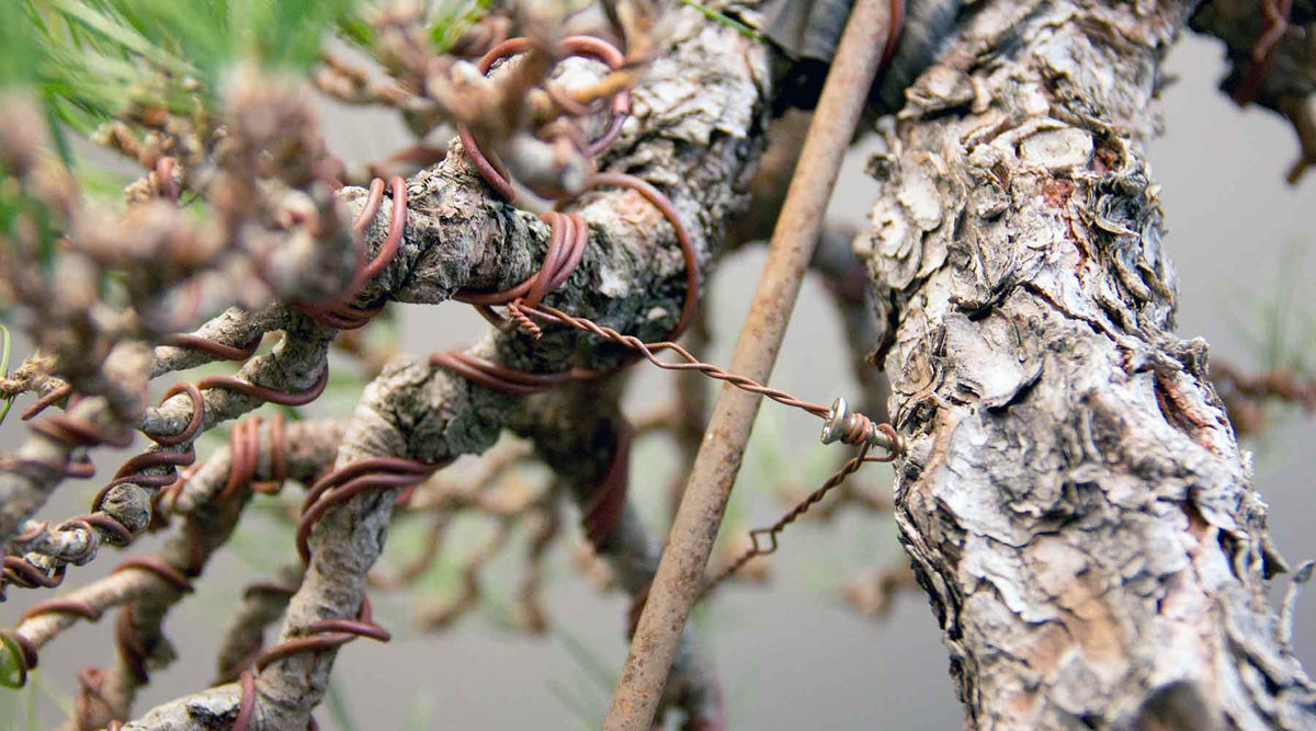 Tools for Pine Bonsai