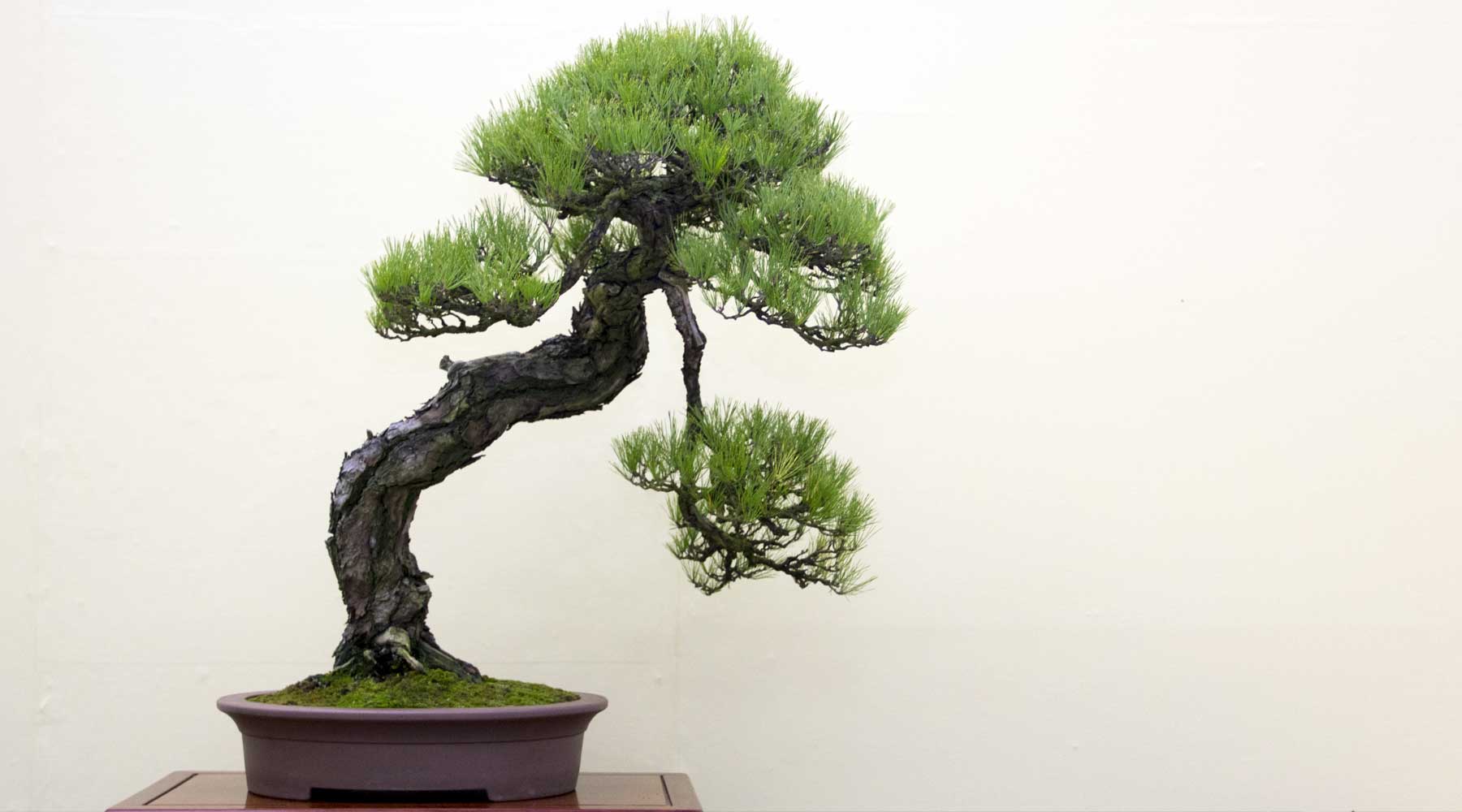 top rated bonsai products