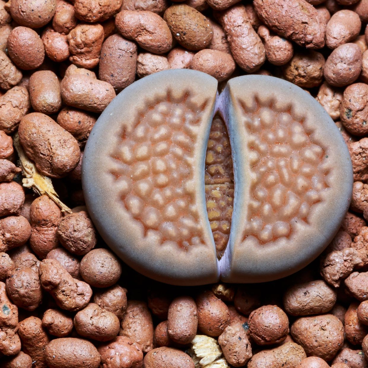 Unglazed ceramics for succulents