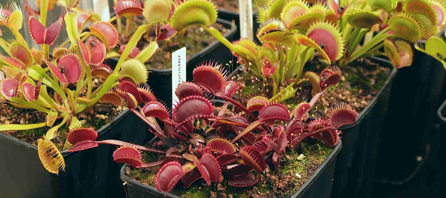 plastic containers for carnivorous plants