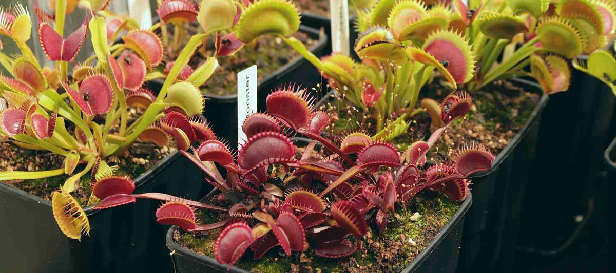 Venus Fly Trap Exclusive
