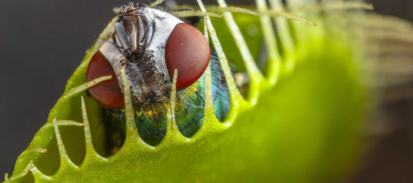 venus fly trap dionaea