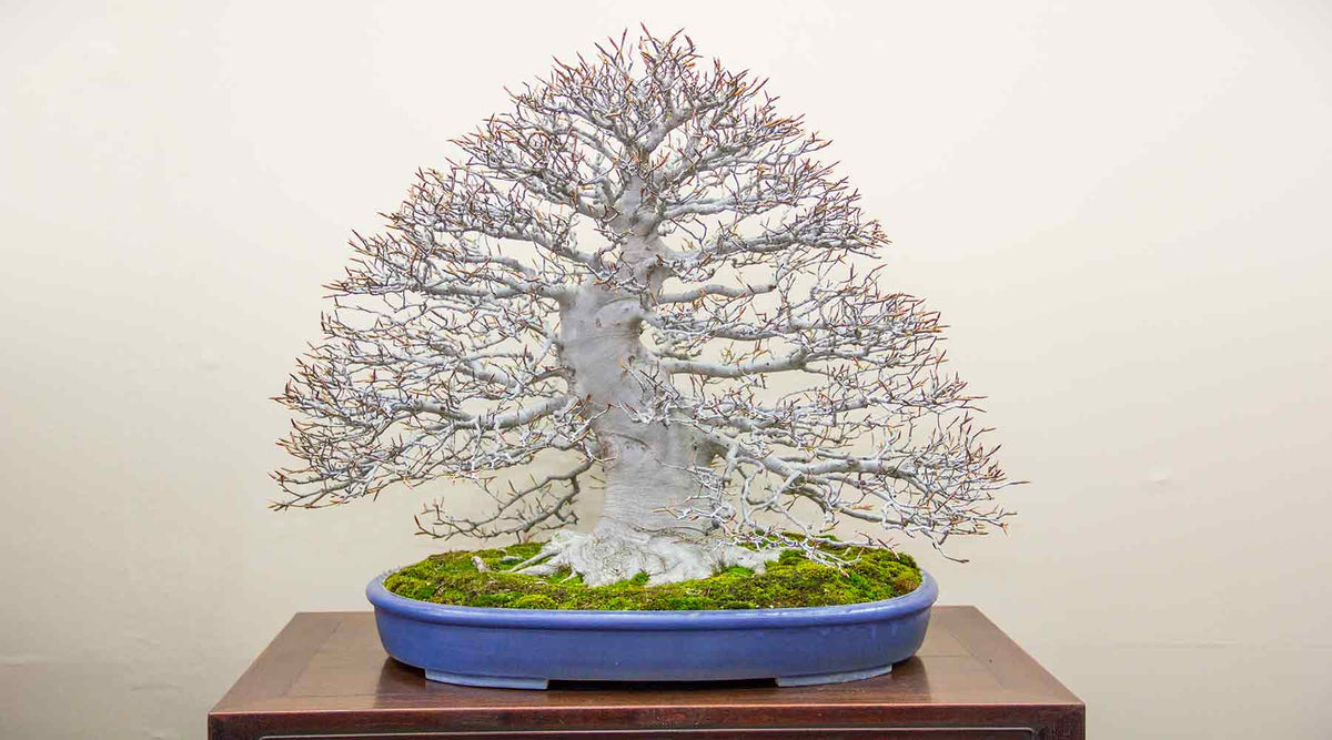 winter bonsai collection