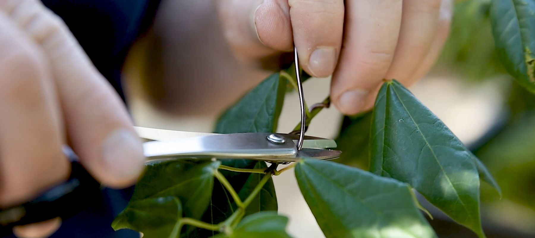 wire cutters for bonsai