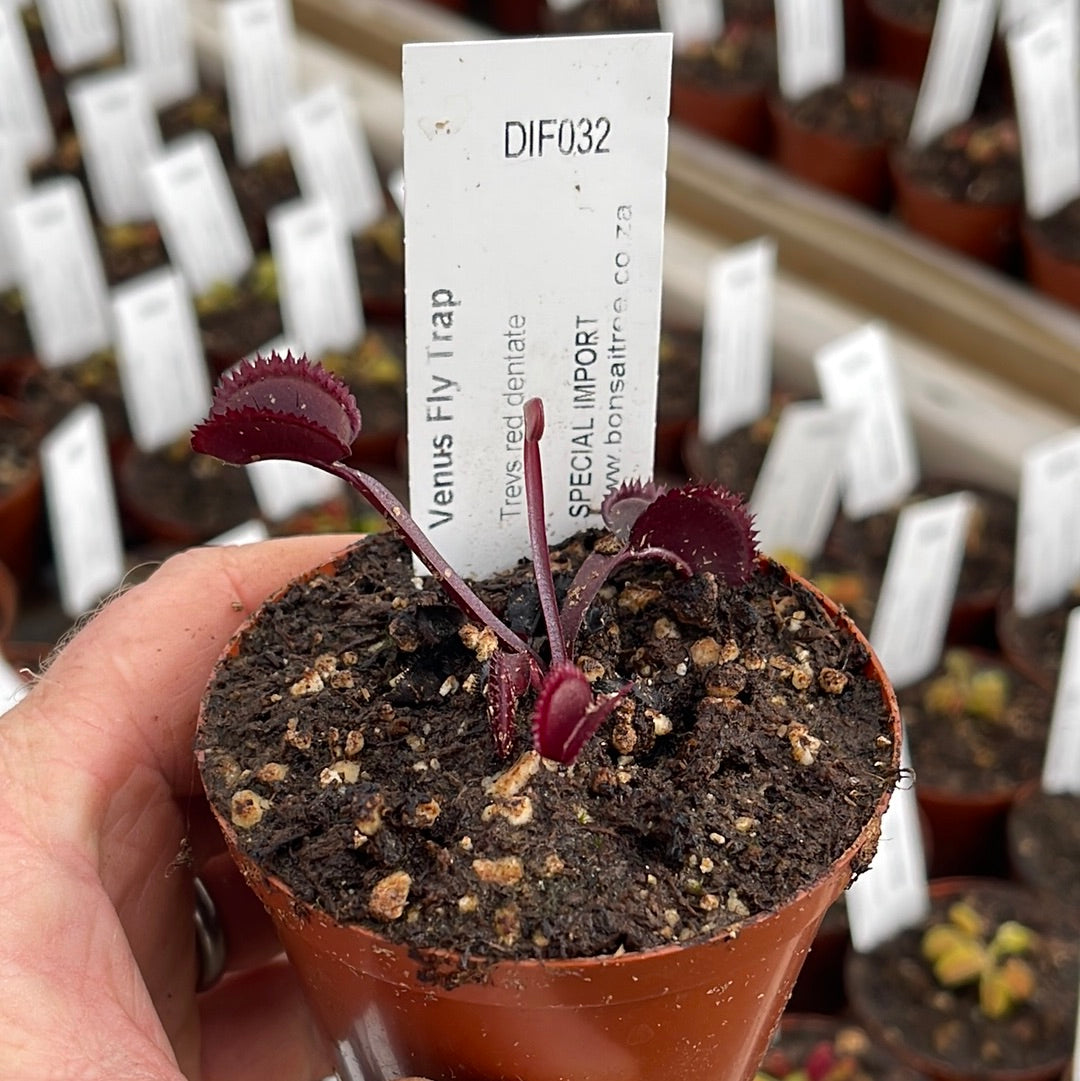 Venus Fly Trap, 'Trev's red dentate.' Special Import. - - Carnivorous Plant