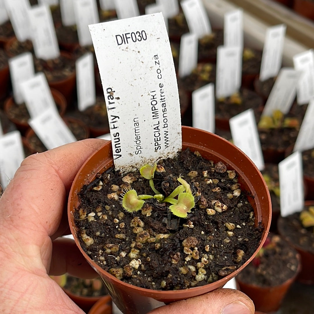 Venus Fly Trap, 'Spiderman.' Special Import. by Venus Fly Trap