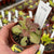 Butterwort, Pinguicula 'Wesser' -  Large potted plant - Carnivorous Plant